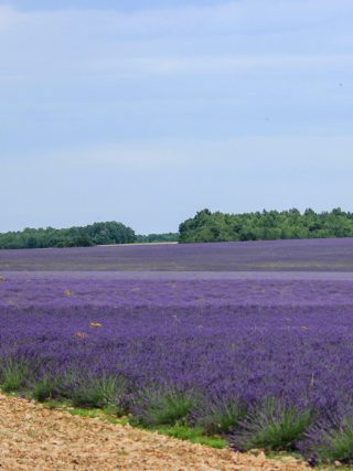 lavandes à Revest du Bion